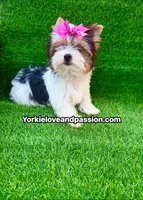 Small Parti female , a female Yorkshire Terrier for sale in Pensacola, FL – 9 of 10