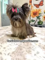black Merle tweed female , a female Yorkshire Terrier for sale in Pensacola, FL – 4 of 9