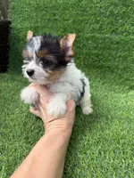 Parti female , a female Yorkshire Terrier for sale in Pensacola, FL – 9 of 10