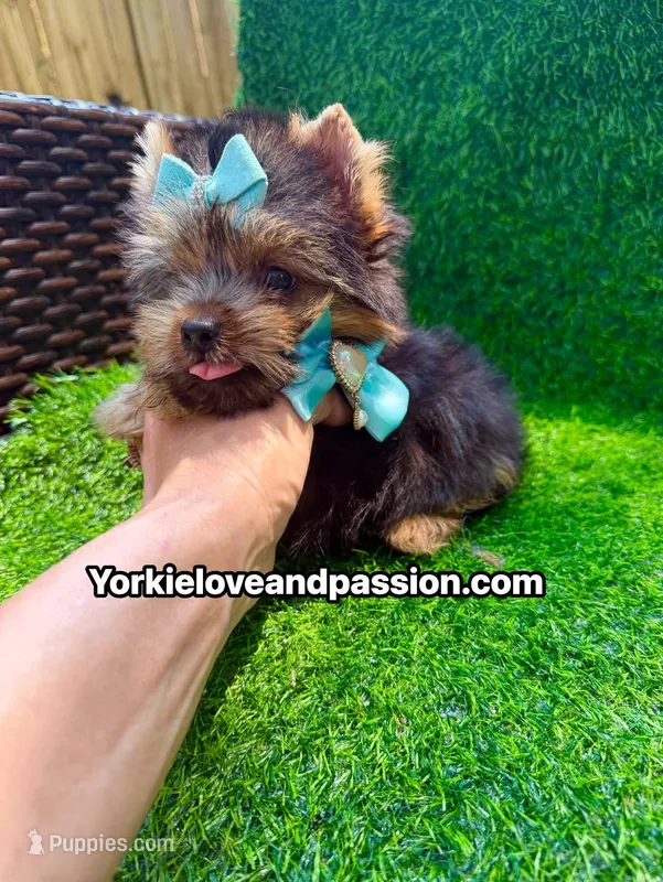 Xsmall traditional male  – Yorkshire Terrier puppy for sale in Pensacola, FL