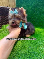 Xsmall traditional male , a male Yorkshire Terrier for sale in Pensacola, FL – 1 of 10