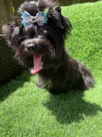 Solid black male, a male Yorkshire Terrier for sale in Pensacola, FL – 8 of 10