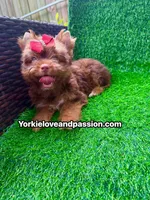 Chocolate female , a female Yorkshire Terrier for sale in Pensacola, FL – 10 of 10