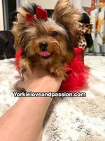 Small traditional female , a female Yorkshire Terrier for sale in Pensacola, FL – 1 of 10