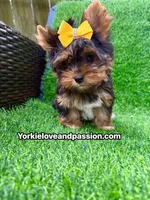 Small traditional female , a female Yorkshire Terrier for sale in Pensacola, FL – 1 of 10