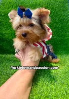 Blue Merle male , a male Yorkshire Terrier for sale in Pensacola, FL – 2 of 9