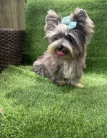 Silver Merle male , a male Yorkshire Terrier for sale in Pensacola, FL – 6 of 10