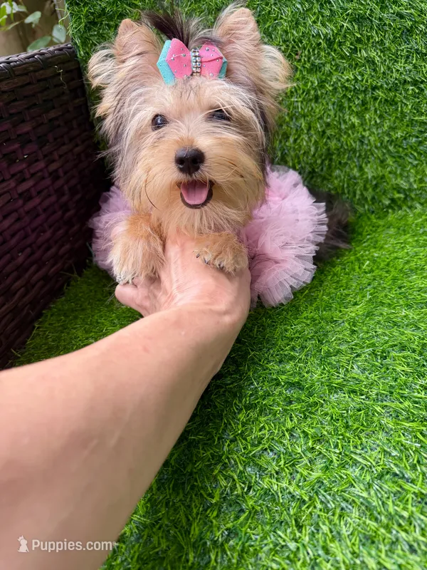 Small traditional female  – Yorkshire Terrier puppy for sale in Pensacola, FL