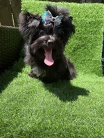Solid black male, a male Yorkshire Terrier for sale in Pensacola, FL – 7 of 10