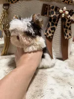 Xxxxsmall chocolate Parti female, a female Yorkshire Terrier for sale in Pensacola, FL – 6 of 10