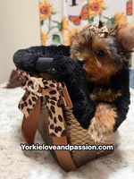 Traditional female , a female Yorkshire Terrier for sale in Pensacola, FL – 9 of 10