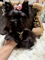 Xsmall black female , a female Yorkshire Terrier for sale in Pensacola, FL – 6 of 8