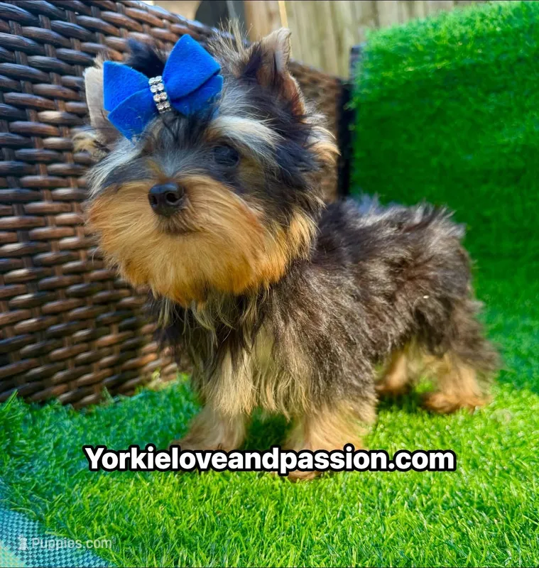 Tiny traditional male  – Yorkshire Terrier puppy for sale in Pensacola, FL