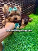 Xsmall traditional male , a male Yorkshire Terrier for sale in Pensacola, FL – 2 of 10