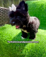Black female , a female Yorkshire Terrier for sale in Pensacola, FL – 3 of 10