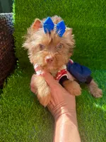 Chocolate male , a male Yorkshire Terrier for sale in Pensacola, FL – 2 of 9