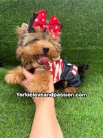 Traditional male , a male Yorkshire Terrier for sale in Pensacola, FL – 7 of 10