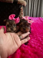 Xsmall females, a female Yorkshire Terrier for sale in Pensacola, FL – Photo 4 of 10
