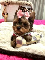 Xsmall females, a female Yorkshire Terrier for sale in Pensacola, FL – Photo 10 of 10