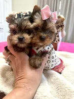 Xsmall females, a female Yorkshire Terrier for sale in Pensacola, FL – Photo 1 of 10