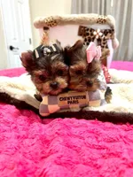 Xsmall females, a female Yorkshire Terrier for sale in Pensacola, FL – Photo 8 of 10