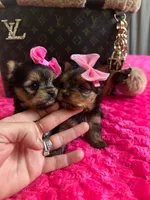 Xsmall females, a female Yorkshire Terrier for sale in Pensacola, FL – Photo 3 of 10