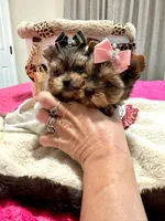 Xsmall females, a female Yorkshire Terrier for sale in Pensacola, FL – Photo 7 of 10