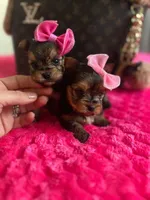 Xsmall females, a female Yorkshire Terrier for sale in Pensacola, FL – Photo 2 of 10