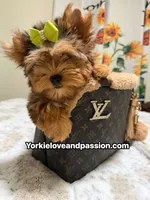Blue Merle male , a male Yorkshire Terrier for sale in Pensacola, FL – 3 of 10