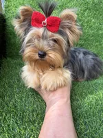 Blue Merle female , a female Yorkshire Terrier for sale in Pensacola, FL – 6 of 7