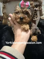 Blue Merle female, a female Yorkshire Terrier for sale in Pensacola, FL – Photo 1 of 7