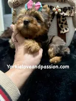 Blue Merle female, a female Yorkshire Terrier for sale in Pensacola, FL – Photo 3 of 7