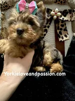 Blue Merle female, a female Yorkshire Terrier for sale in Pensacola, FL – Photo 5 of 7