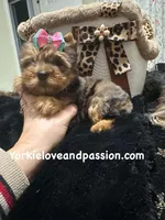 Blue Merle female, a female Yorkshire Terrier for sale in Pensacola, FL – Photo 2 of 7