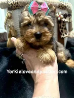 Blue Merle female, a female Yorkshire Terrier for sale in Pensacola, FL – Photo 6 of 7