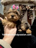 Blue Merle female, a female Yorkshire Terrier for sale in Pensacola, FL – Photo 7 of 7