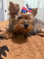 Sable male , a male Yorkshire Terrier for sale in Pensacola, FL – 2 of 10