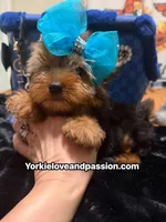 Traditional male , a male Yorkshire Terrier for sale in Pensacola, FL – 2 of 10
