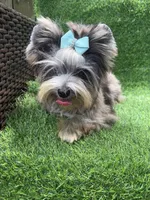 Silver Merle male , a male Yorkshire Terrier for sale in Pensacola, FL – 4 of 10