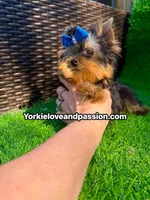 Tiny traditional male , a male Yorkshire Terrier for sale in Pensacola, FL – 7 of 10