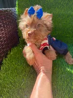 Chocolate male , a male Yorkshire Terrier for sale in Pensacola, FL – 9 of 9