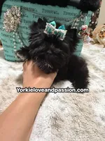 Small black male , a male Yorkshire Terrier for sale in Pensacola, FL – 6 of 10
