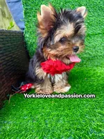 Babydoll traditional female , a female Yorkshire Terrier for sale in Pensacola, FL – 7 of 10