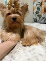 sable female, a female Yorkshire Terrier for sale in Pensacola, FL – 6 of 8