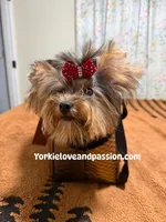 Blue Merle female , a female Yorkshire Terrier for sale in Pensacola, FL – 2 of 9