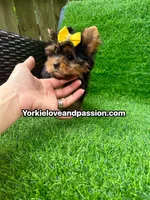 Small traditional female , a female Yorkshire Terrier for sale in Pensacola, FL – 6 of 10