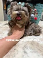 Silver Merle male , a male Yorkshire Terrier for sale in Pensacola, FL – 5 of 6