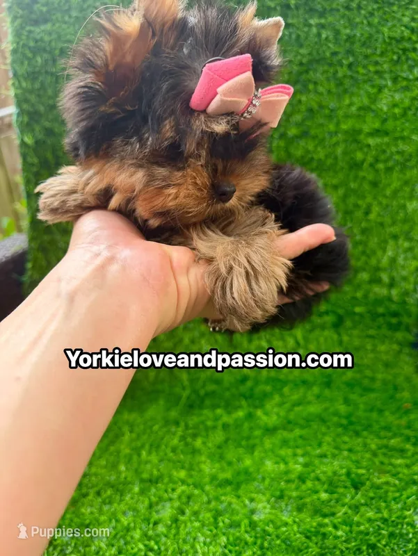 Xxsmall babydoll traditional female  – Yorkshire Terrier puppy for sale in Pensacola, FL