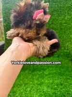 Xxsmall babydoll traditional female , a female Yorkshire Terrier for sale in Pensacola, FL – 1 of 10