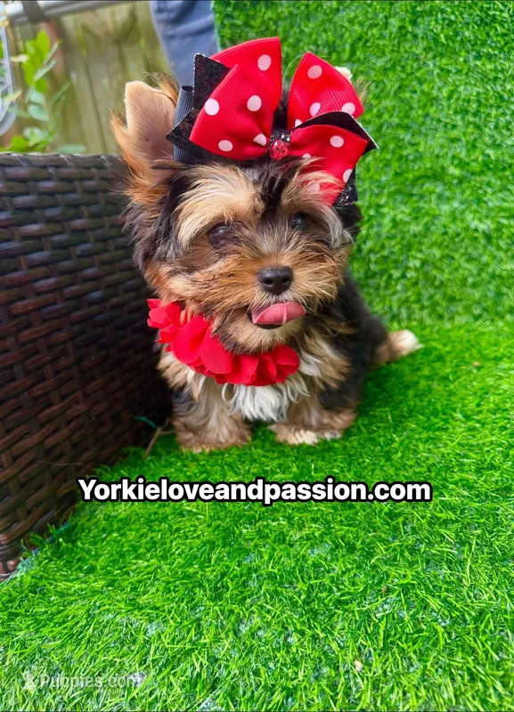 Babydoll traditional female  – Yorkshire Terrier puppy for sale in Pensacola, FL